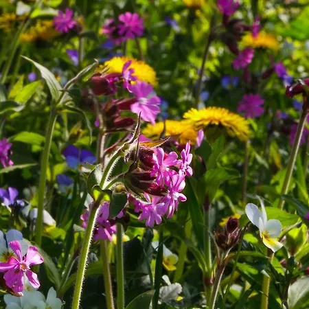 Vakantiehuis Rajan Loma Cottages *