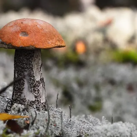 Rajan Loma Cottages * Joensuu